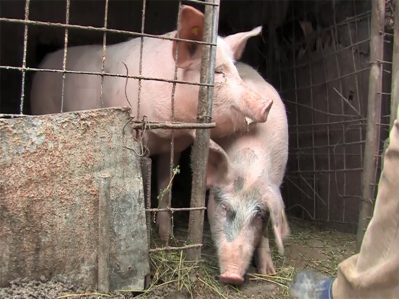 Patru noi focare de pestă porcină africană în Arad