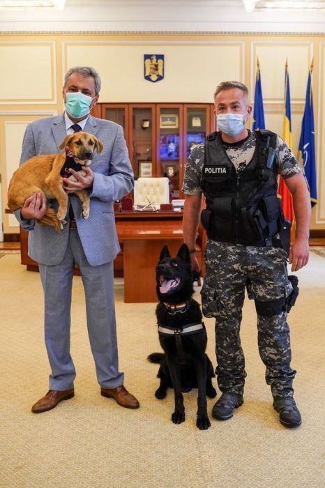 Poliția Animalelor înființată oficial în România