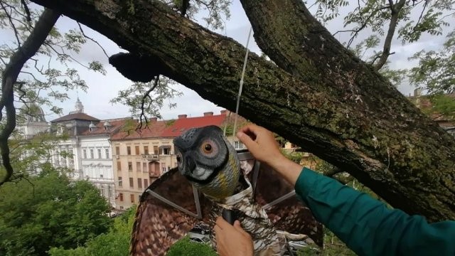 „Metoda bufniţa”, în parcurile din Arad