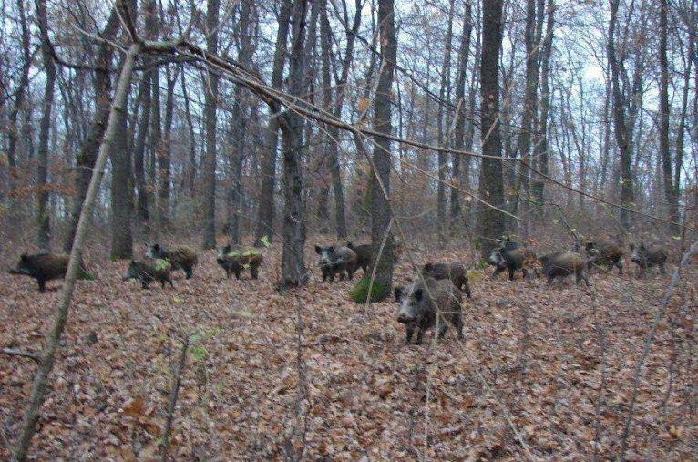 Pestă porcină africană pe fondul de vânătoare de la Botfei