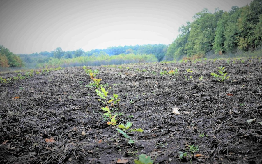 Romsilva a plantat peste 26 de milioane de puieți forestieri în pădurile de stat în cele două campanii de împăduriri derulate anul trecut