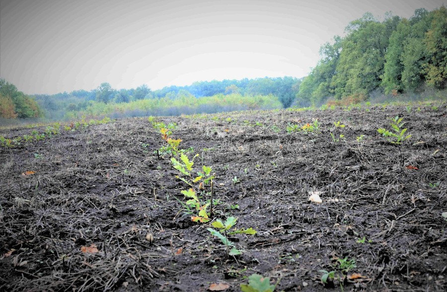 Romsilva va planta circa 20 de milioane de puieți forestieri în campania de împăduriri de primăvară