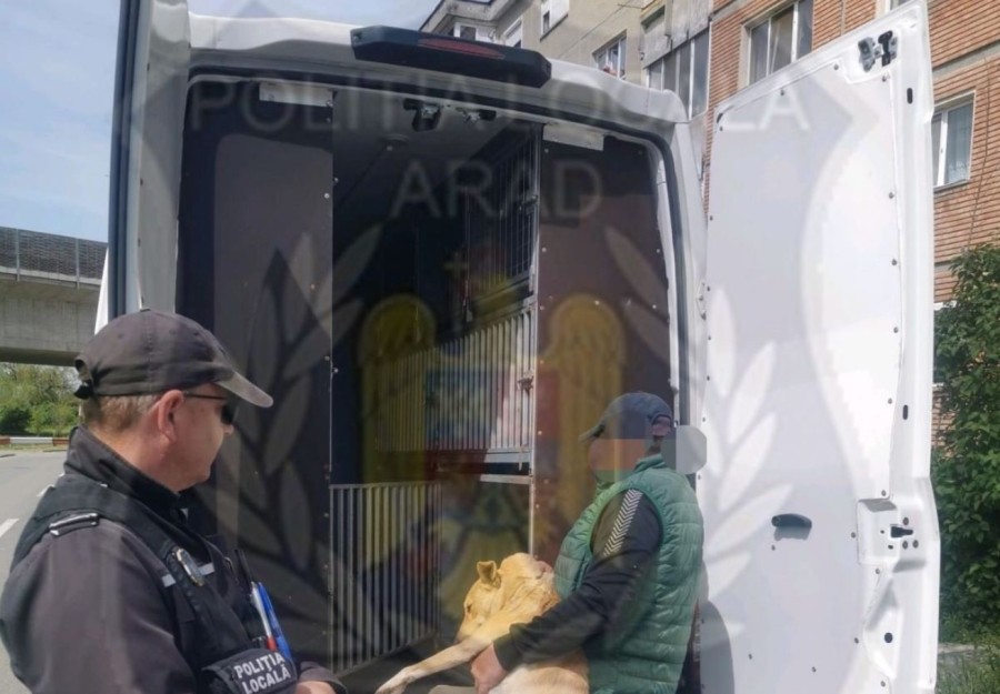 Câţi câini au fost adunaţi de pe străzile Mărului şi Cărămidarilor de Poliţia Locală şi GCA