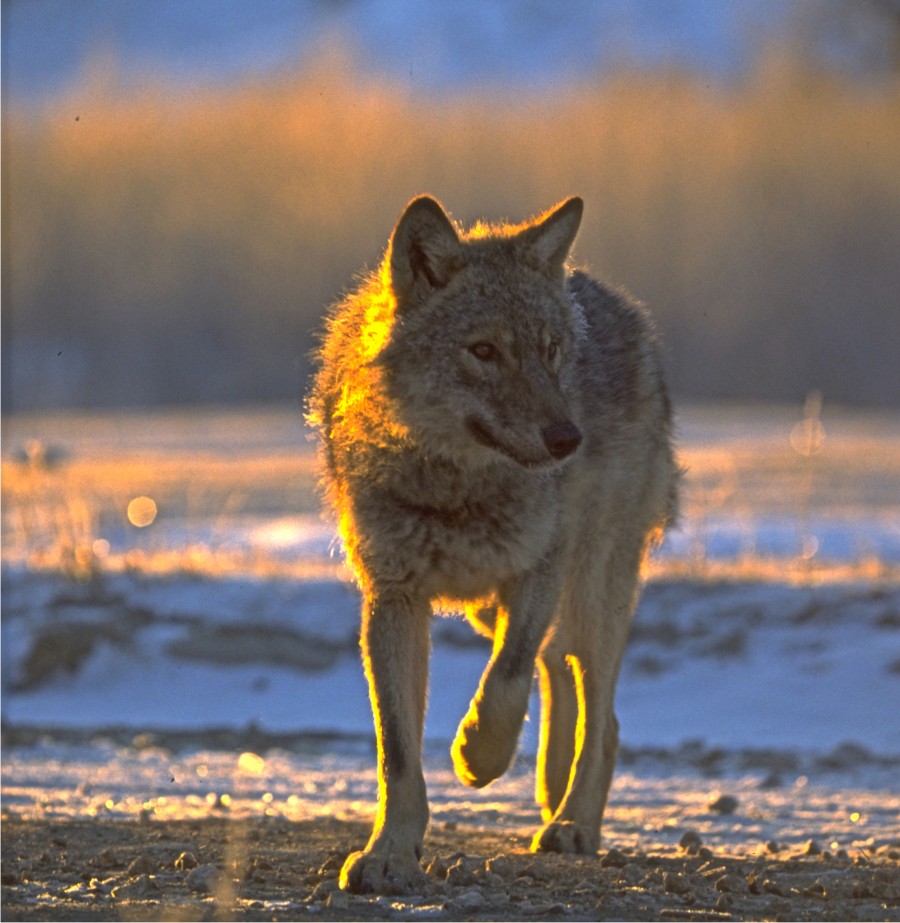 Câți lupi sunt în Carpații Meridionali? Rezultatele studiului genetic realizat de Fundația Conservation Carpathia