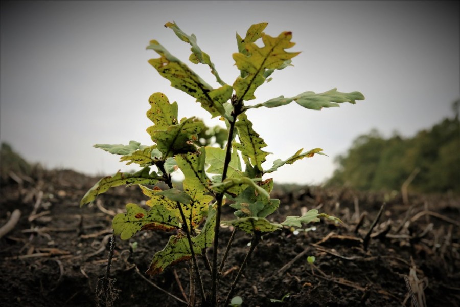 Romsilva va planta circa 3 milioane de puieți forestieri în campania de împăduriri de toamnă