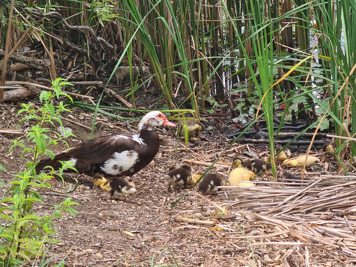 Animale de companie ABANDONATE în Parcul Natural Lunca Mureșului