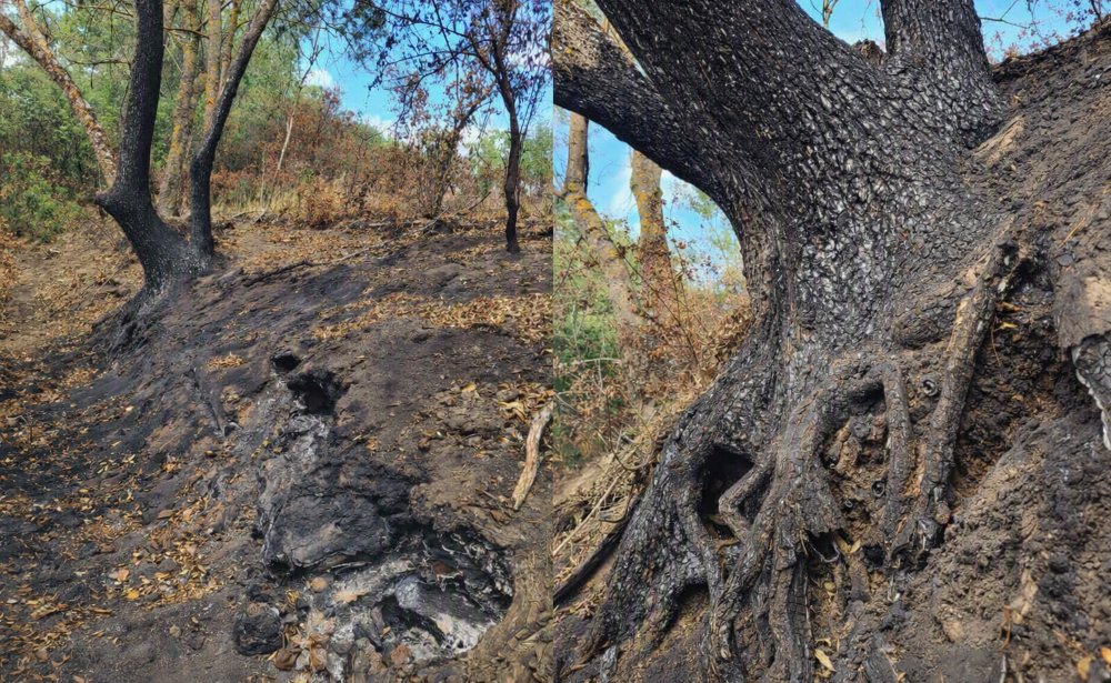 Un foc mocnit care arde în subteran devorează arborii din Lunca Mureșului; ce măsuri a luat Prefectura