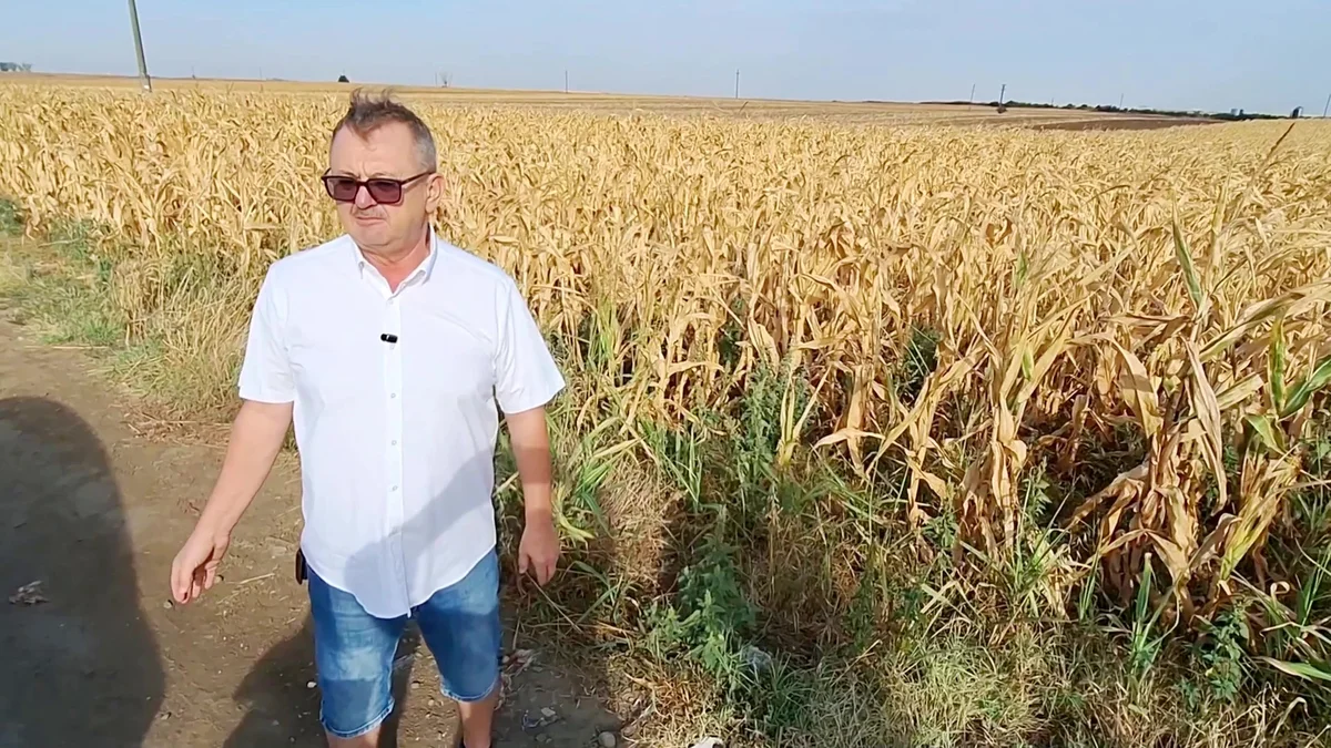 Peste 1.000 de fermieri din Arad cer despăgubiri pentru secetă