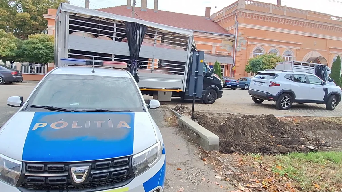 Polițiștii din Nădlac au confiscat porci fără acte și 2 camionete