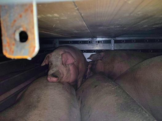 34 de porci aduși ilegal din Ungaria, uciși la Arad. Animalele și cele două vehicule au fost confiscate